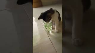 Diputer Dijilat Dicelupin