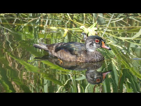 Male Wood Ducks in Eclipse Plumage!