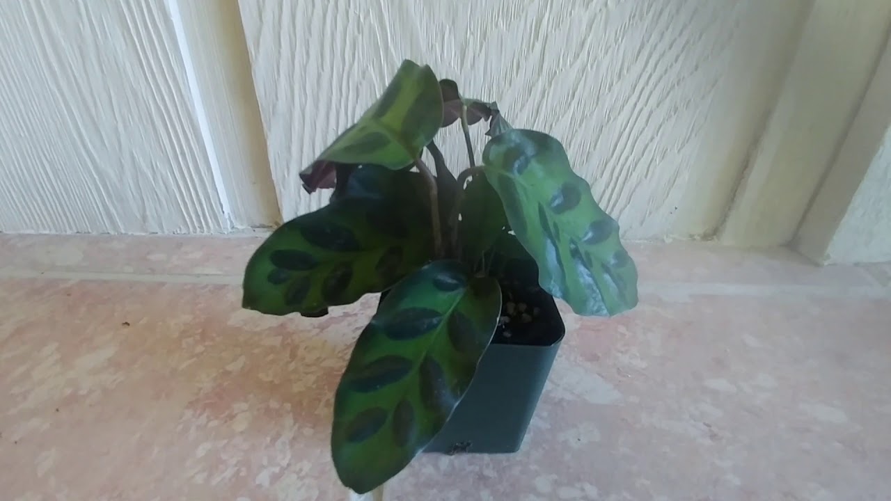 Rattlesnake Calathea Care And Tips YouTube