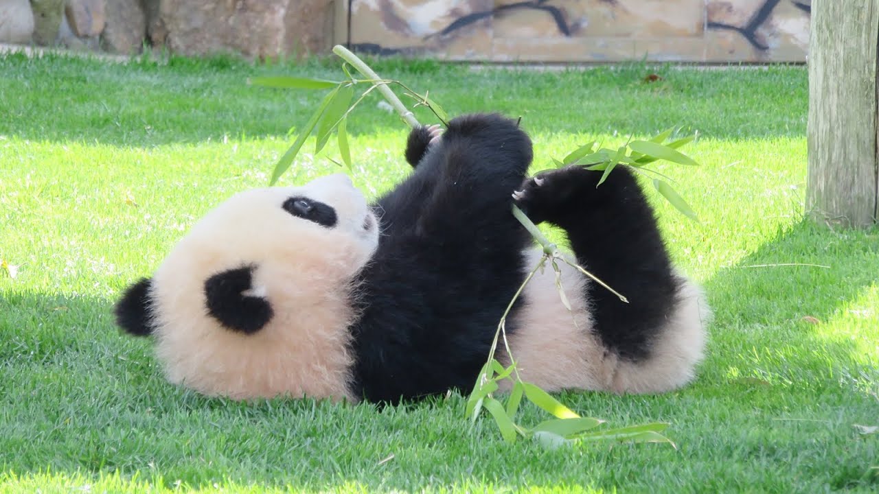 走っていって、でんぐり返しが可愛い♥ 綺麗に転がった♥ #パンダ