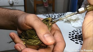 GUÍA➡ CÓMO CUIDAR a un PÁJARO DE CALLE