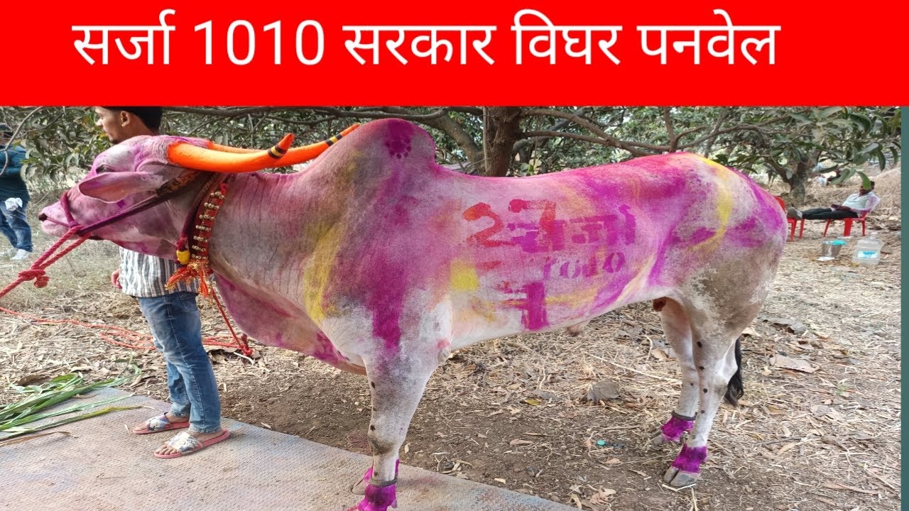 सर्जा 1010 सरकार सोत्याच्या पलावर नाव मोठ केलं सर्व महाराष्ट्र प्रेम मिळवलं 