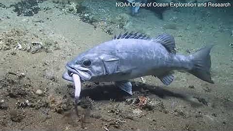Stunning moment grouper fish swallows a shark whole