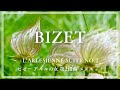 【名曲】ビゼー アルルの女 第2組曲 メヌエット/ Bizet L’Arlesienne Suite No.2 / クラシック/名曲/classical music/bgm