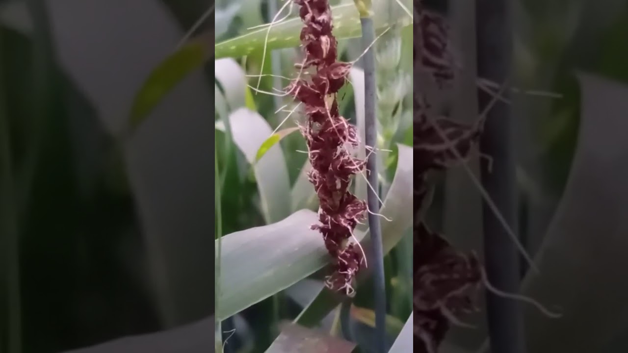 rust symptoms 