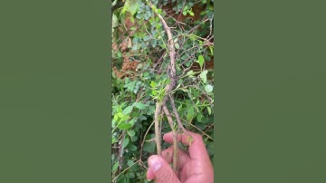 Cây Thuốc Rung Rúc chữa đau nhức xương khớp hiệu quả #covenduongvlogs #caycomui # #câythuốcquý