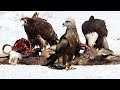 Top 10 Wildest Birds In The World - This Bird Swallowed Bones Whole