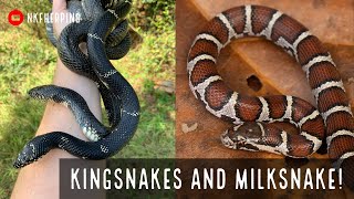 Lamptober! Fall Fllipping for Kingsnakes and Milksnakes in Georgia (Plus Salamander Migration!)