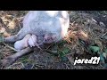 Cara Babi Beranak#Babi Hutan Beranak
