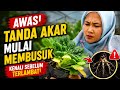 Tanda Akar Mulai Membusuk Sebelum Terlambat