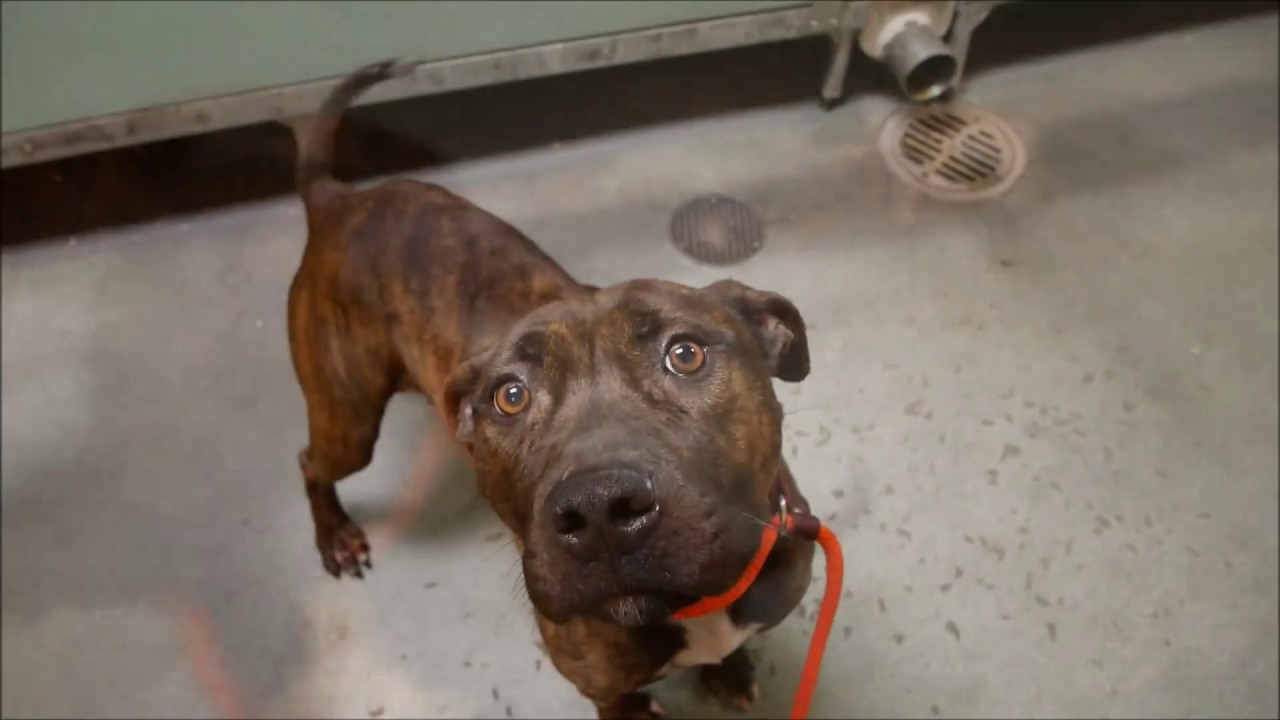 adopt cats long island Arizona 53238 | An angel in brindle NYCACC