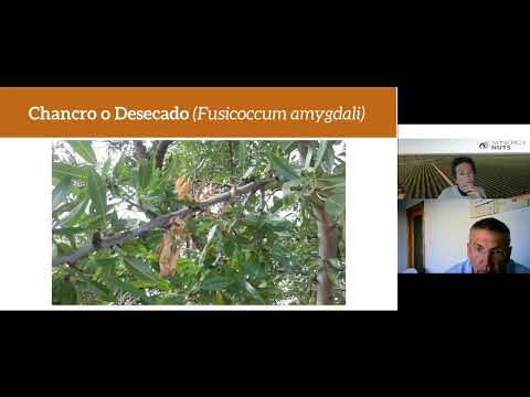 Enfermedades del almendro: chancro o fusicoccum. ¿Cómo combatirla?