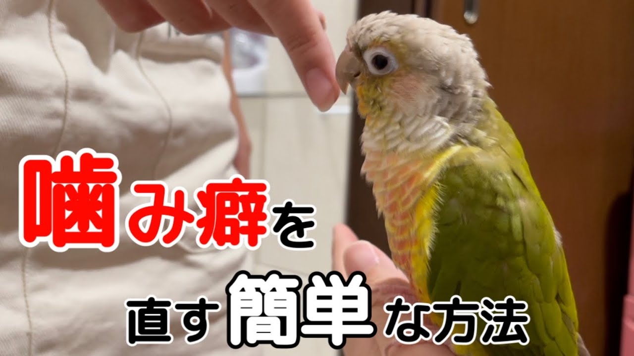 ウロコインコの噛む理由が判明！簡単に噛み癖を直す方法！