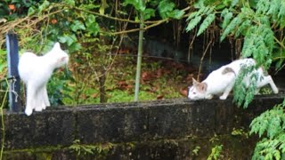 Two cats meeting for the first time outside by GBC Cats 242 views 3 months ago 1 minute, 10 seconds