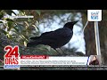 Crow cashes in on snatched banknotes | 24 Oras Weekend