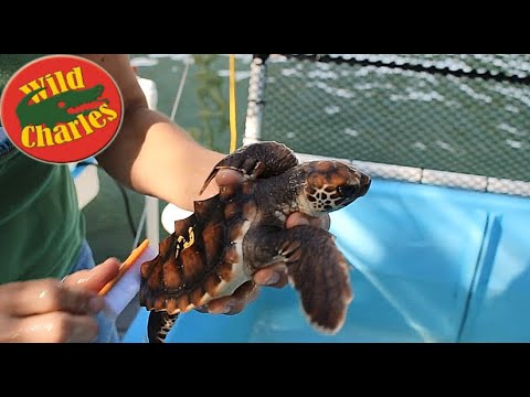 loggerhead sea turtle information Sea Turtle Rescue Florida!