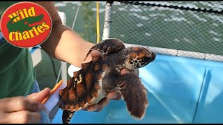 Saving Sea Turtles! Inside the World's First Turtle Hospital