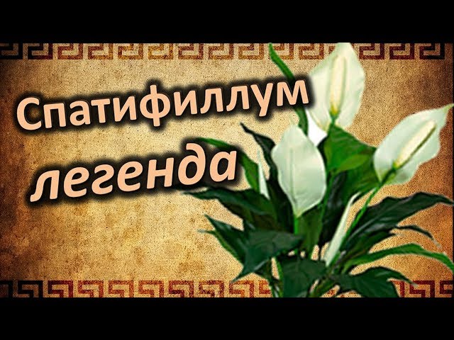 Легенда о «женском счастье», цветке Спатифиллум.