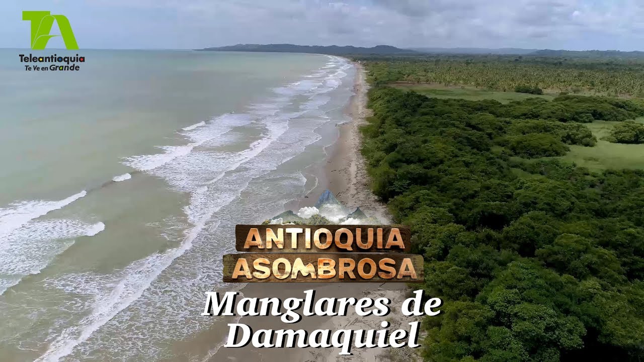 Antioquia Asombrosa, Manglares de Damaquiel - Teleantioquia