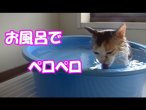 Видео: Как да се къпе котка