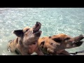 Pigs can swim!