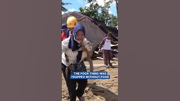 Cat rescued in aftermath of deadly flood