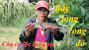 Câu cá lóc bằng vịt: gặp toàn bầy lòng ròng đỏ và cái kết mỗi bầy 1con