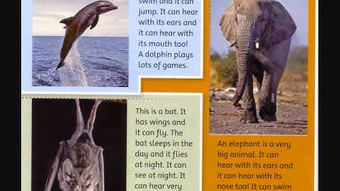 Level 1 10 Unit10    Amazing Animals