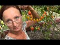 6 соток 8 августа 2022 год. Хроника.  life in the garden