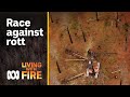 Timber troubles after Black Summer bushfires | Living with Fire #8 | ABC Australia