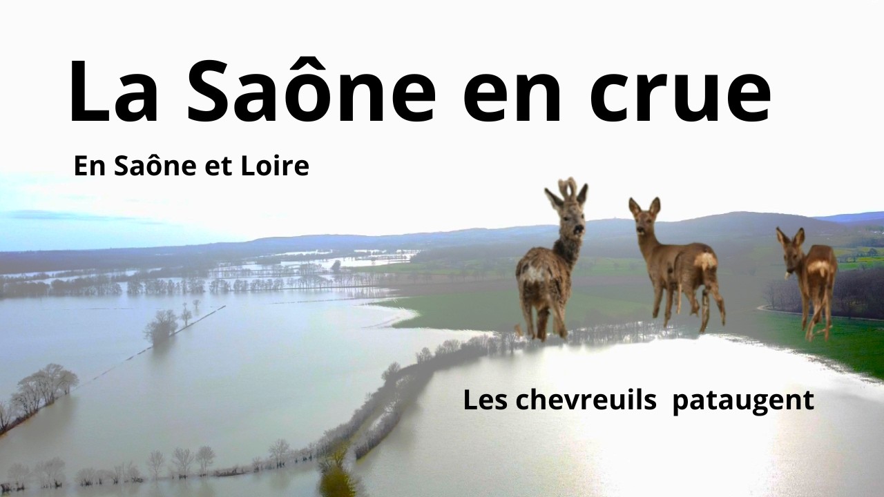 La Saône en crue et les chevreuils pataugent !