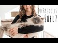 Do Ragdoll cats shed? | Ragdolls Pixie and Bluebell