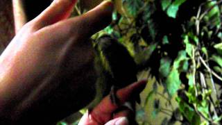 Indian ringneck parrots-Haris.AVI