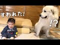 【ついに】ずっと寝たきりだった妹が初めて座ってるのを見た超大型犬がこちら|グレートピレニーズ