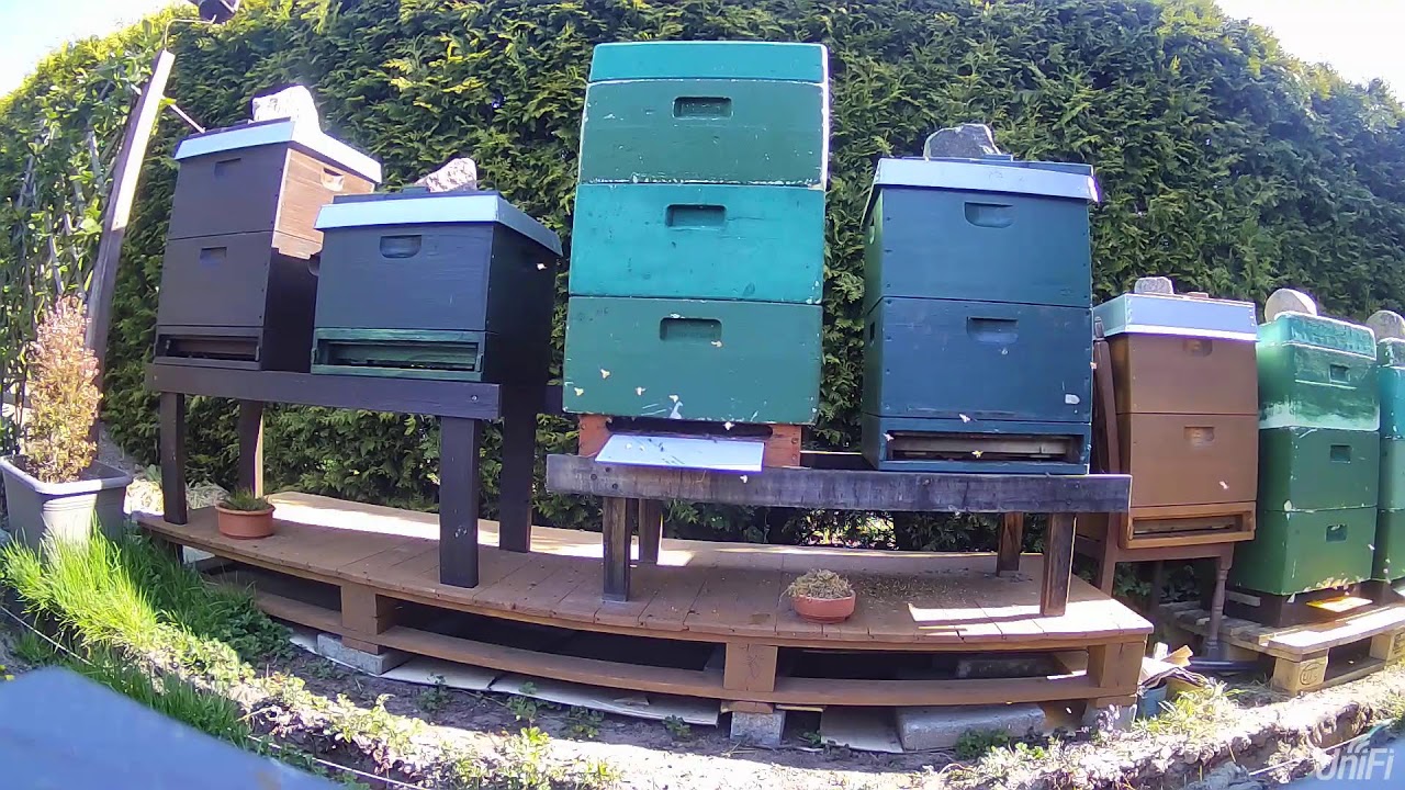 Livestream von Bee-ToAck