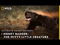 Honey badger the witty little creature  ultimate honey badger  30th june  9 pm  nat geo wild