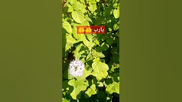 نسألك يا رحمن يا رحيم ان تألف بين قلوبنا 