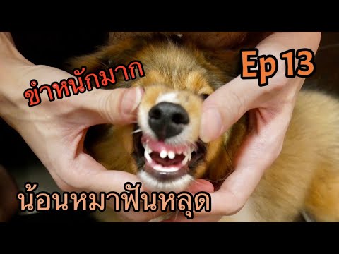 วีดีโอ: ฟันน้ำนมในสุนัข
