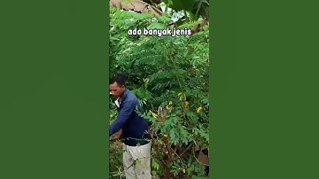Thumbnail of Apap itu tanaman indigofera? #indigofera #mahakamagro