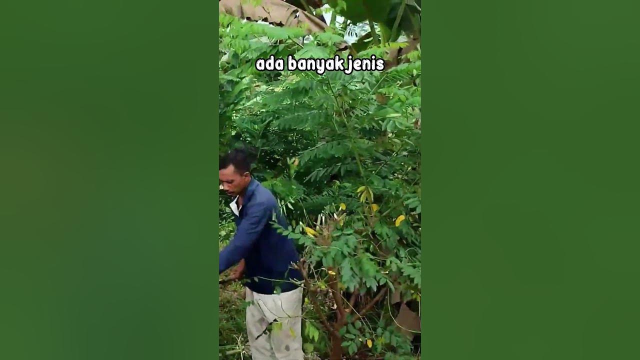 Apap itu tanaman indigofera? #indigofera #mahakamagro