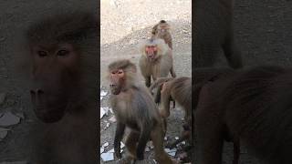Is it painful for monkeys to walk on two legs? 🐒🐵 #youtube4animal  #cutest2animal  #monkeys #monkey