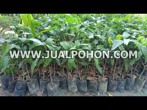Bibit Buah Buahan Mangga Mahatir Ready Stok Banyak
