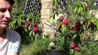 Персик (Prunus persica) горшечная культура