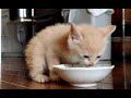 「うまいうまい」と喋りながら5分１０秒で完食した子猫だいず；猫おもしろ動画こむぎ＆だいず