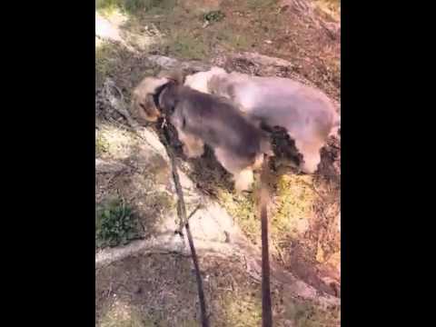 video phone beyonce mp3 Love Your Pets Too Northwest