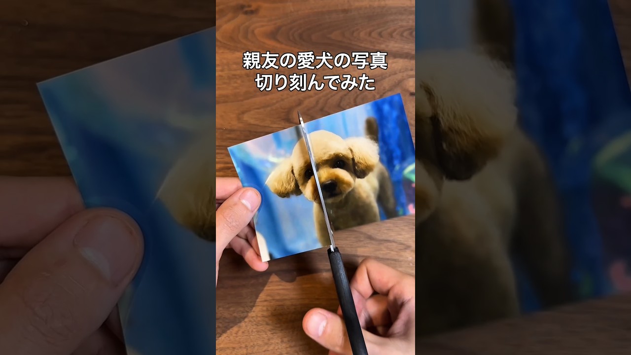 親友の愛犬の写真切り刻んでみた