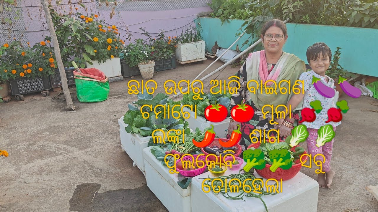 ଛାତ ଉପରୁ ଆଜି ବାଇଗଣ 🍆🍆 ଟମାଟୋ 🍅🍅 ମୂଳା 🫜🫜 ଲଙ୍କା 🌶️🌶️ ଶାଗ 🥬🥬 ଫୁଲକୋବି 🥦🥦 ସବୁ ତୋଳହେଲା 
