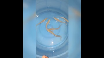 CÁ RỒNG NGÂN LONG SIZE NHỎ 29/03 | CÁ CẢNH NHẬT TOÀN GÒ CÔNG 0977022281