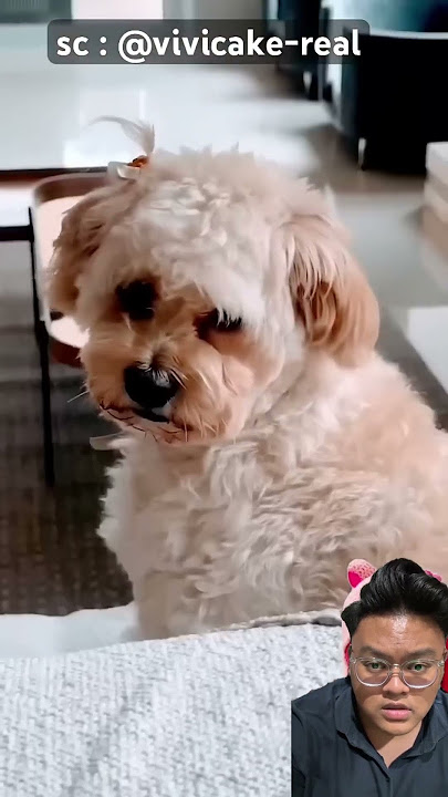 Potong dogi padahal kue‼️sc:@Virola_chan #funny #comedy #shorts