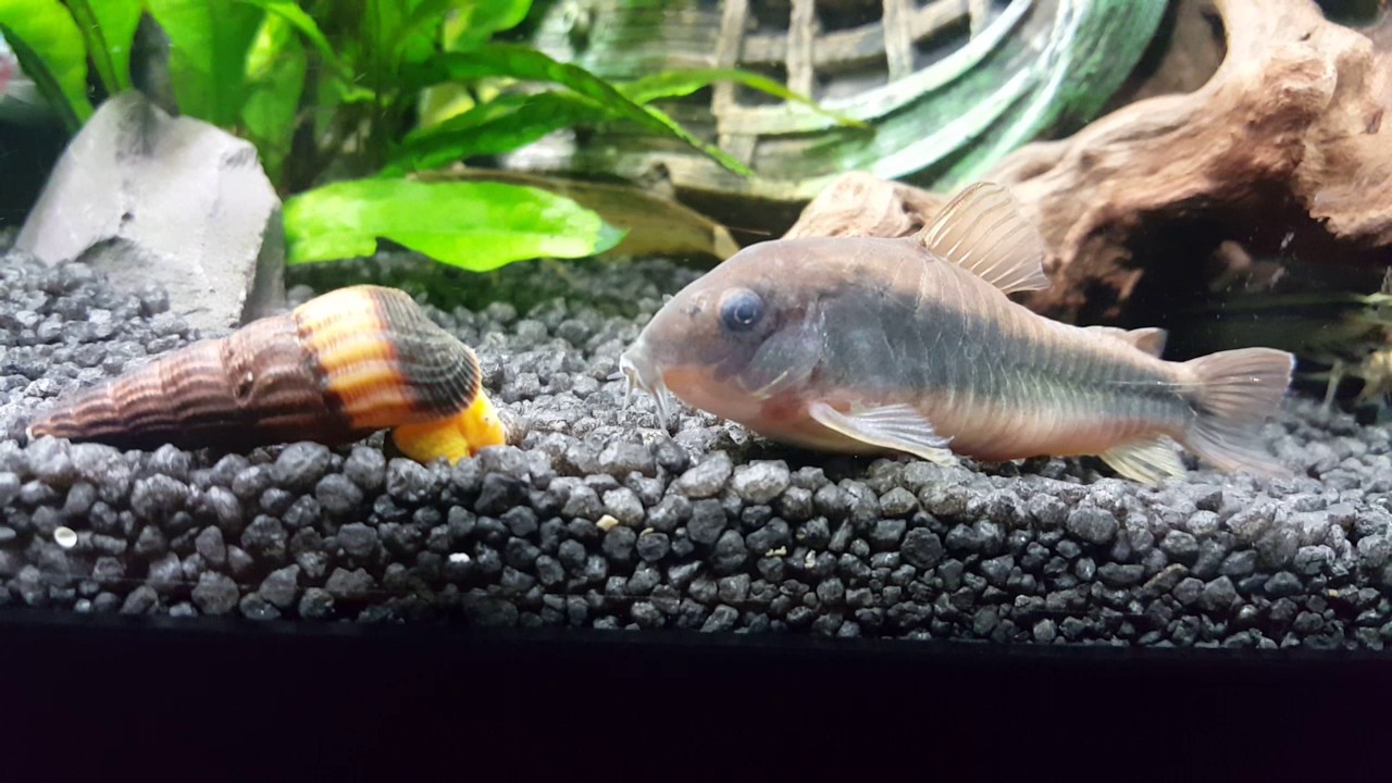 Rabbit snail and bronze corydora 